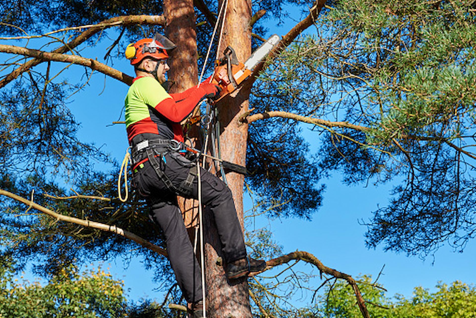 Top Tips To Hiring Tree Surgeons